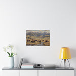 Bison Prairie Yellowstone Matte Poster — Horizontal Wildlife Wall Art - AquilVision